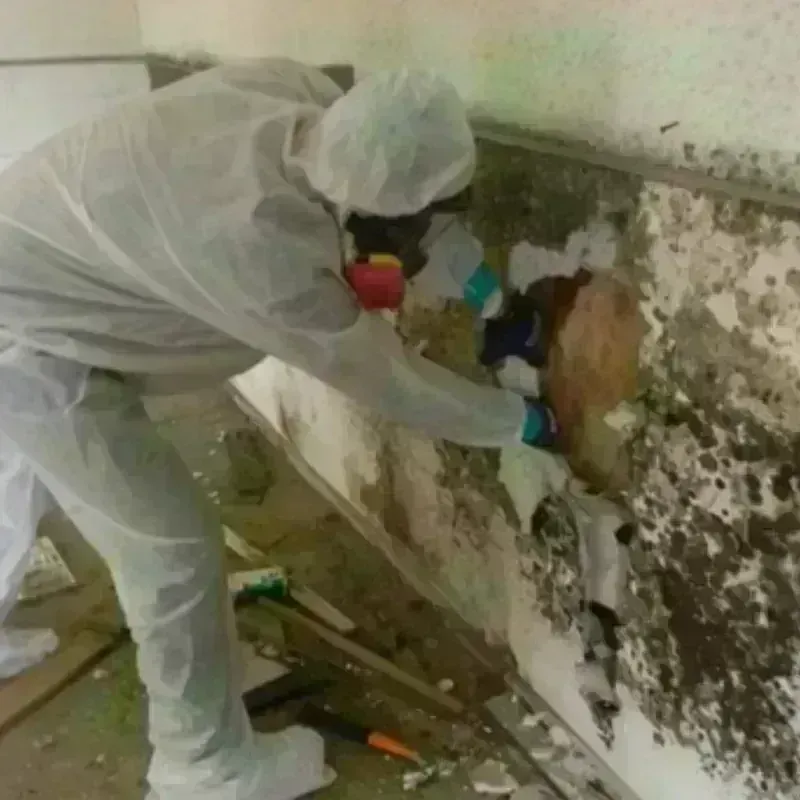 Mold Remediation and Removal in Davidson County, TN